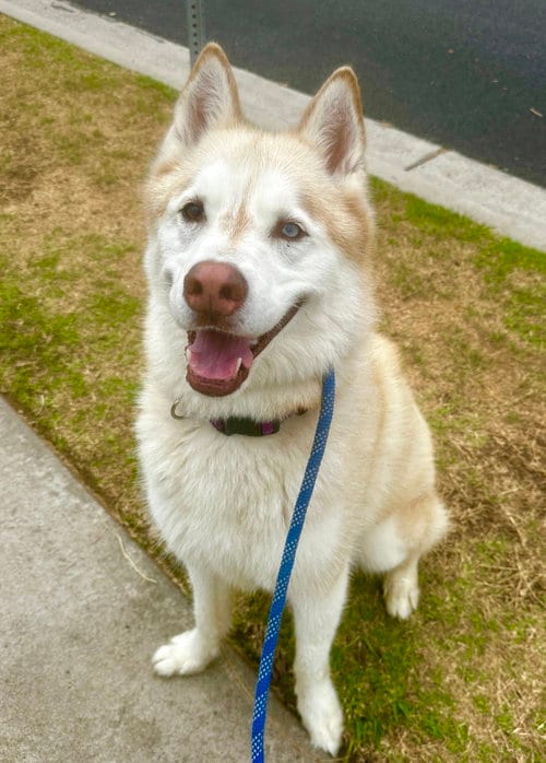 Photo of Jet, adoptable senior Husky in Newport Beach, California