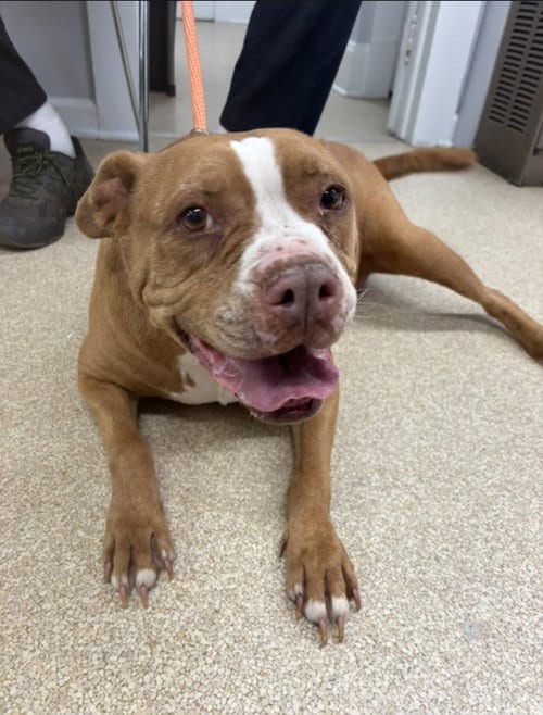 Photo of Georgia, adoptable senior American Pit Bull Terrier in Winston Salem, North Carolina