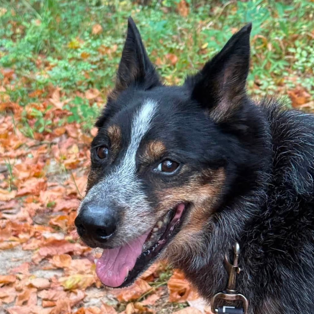 Photo of Simon, adoptable senior American Blue Heeler / Mix in Marshall, Texas
