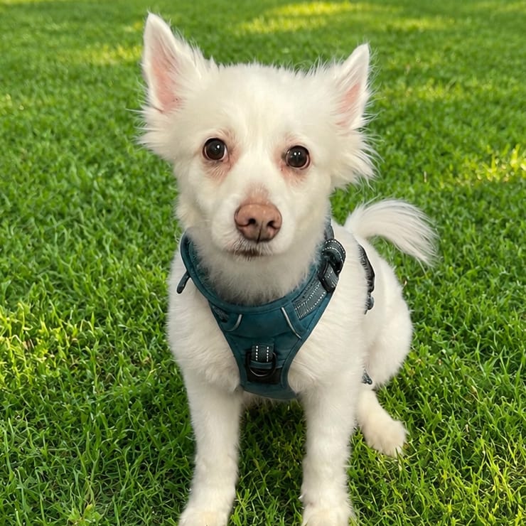 Photo of Bella, adoptable senior Eskimo, American in Henderson, Nevada