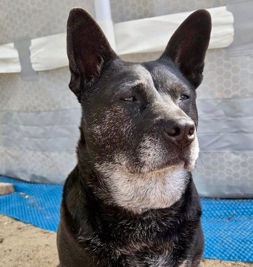 Photo of Liv, adoptable senior Australian Cattle Dog/Blue Heeler in Evergreen, Colorado