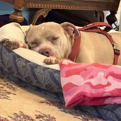 Photo of Snuffy KF, adoptable senior American Pit Bull Terrier Mixed Breed (Medium) in Richfield, Minnesota