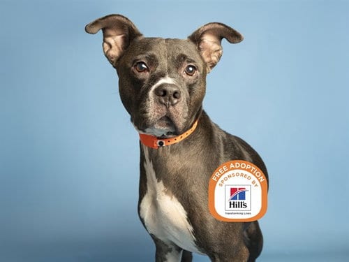 Photo of Gary, adoptable senior Boxer in Phoenix, Arizona