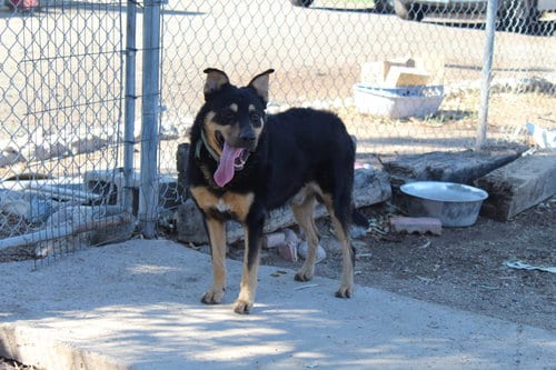 Photo of Echo, adoptable senior Shepherd in El Centro, California