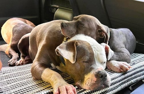 Photo of Rayna, adoptable senior American Bulldog in Rockville, Maryland