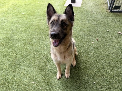 Photo of Baybe, adoptable senior German Shepherd Dog in Garland, Texas