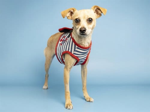 Photo of Tulip, adoptable senior Chihuahua in Phoenix, Arizona