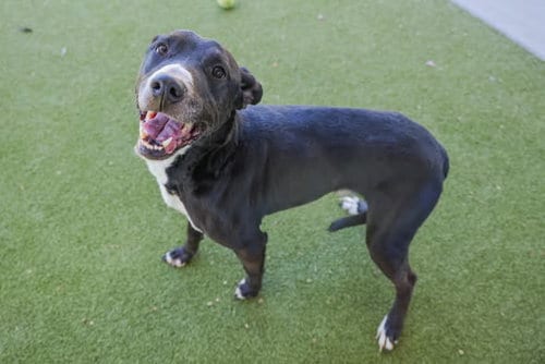 Photo of Rex, adoptable senior Pit Bull Terrier in Waco, Texas