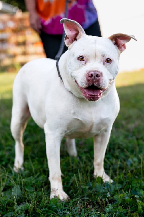 Allie, adoptable senior Pit Bull Terrier in Poland, IN