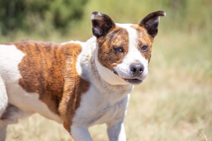 Photo of Buddy, adoptable senior Mixed Breed in Santa Fe, New Mexico