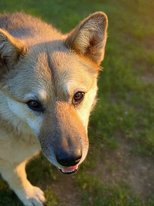 Sadie, adoptable senior German Shepherd Dog in Cedar Crest, NM