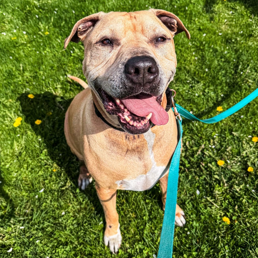 Photo of Sampson, adoptable senior Terrier, American Pit Bull / Mix in South Elgin, Illinois