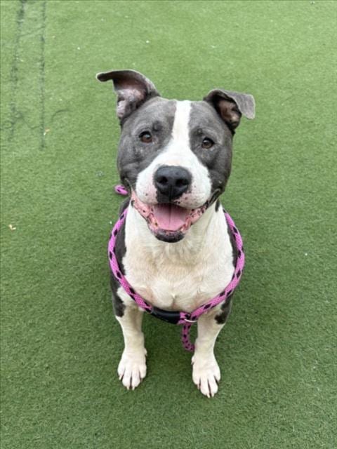 Photo of Tefera, adoptable senior Pit Bull Terrier in Los Angeles, California