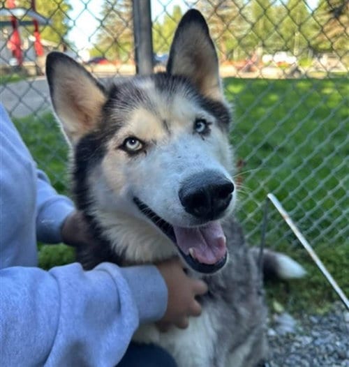 Photo of Buggy, adoptable senior Siberian Husky in Anchorage, Alaska