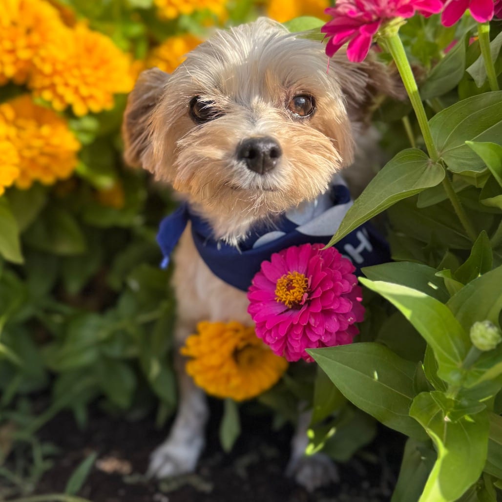 Photo of Clint, adoptable senior Mixed Breed (Small) in Medford, Oregon