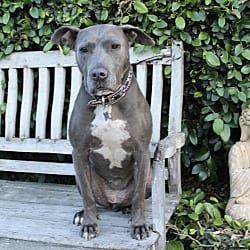 Photo of Rayla - LoVInG & PlaYful, adoptable senior Pit Bull Terrier in Valley Glen, California