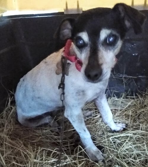 Photo of Cookie, adoptable senior Terrier in Middlesex, North Carolina