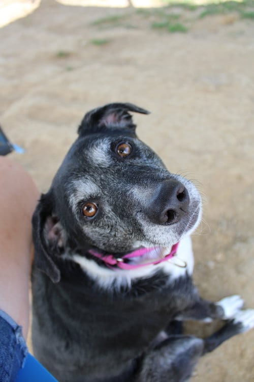 Photo of Minnie Mouse, adoptable senior Australian Shepherd in Evansville, Indiana