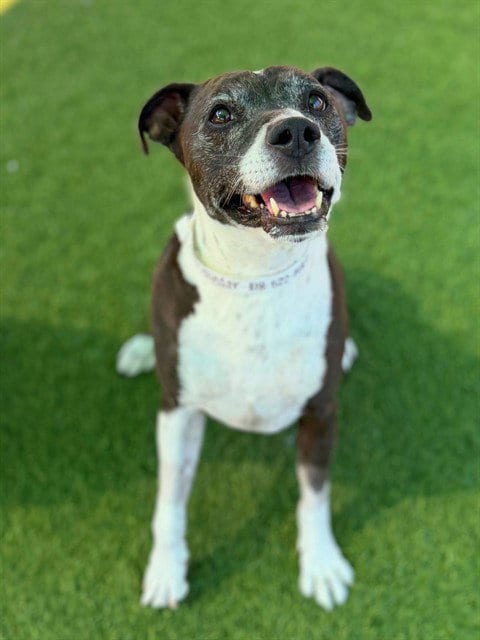 Photo of Zino, adoptable senior German Shepherd Dog in Agoura, California