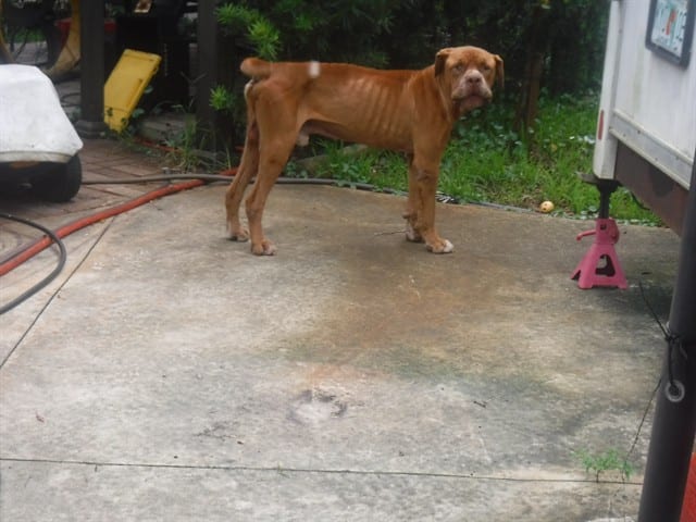 Photo of Marty, adoptable senior Bullmastiff mix in Miami, Florida