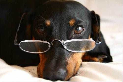 Photo of Afraid of Commitment, adoptable senior Dachshund in Sioux Falls, South Dakota