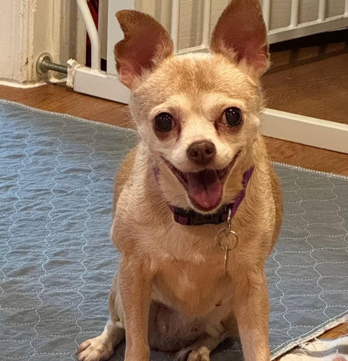 Photo of Addie, adoptable senior Chihuahua in Rockville, Maryland