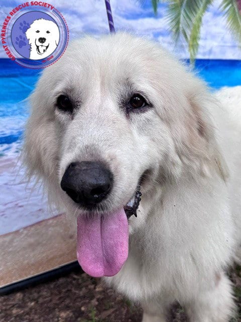 Boaz, bonded with Layla, adoptable senior Great Pyrenees in Spring, TX