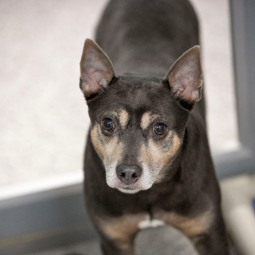 Photo of Twotwo (AG26-26), adoptable senior Terrier, Rat in Colorado Springs, Colorado