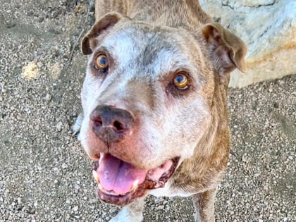 Photo of Caleb, adoptable senior dog in Georgetown, Texas