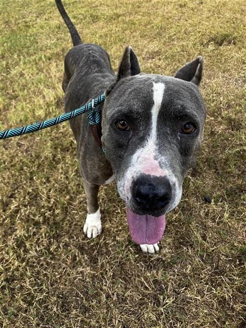 Photo of Sumo, adoptable senior American Pit Bull Terrier in Corpus Christi, Texas