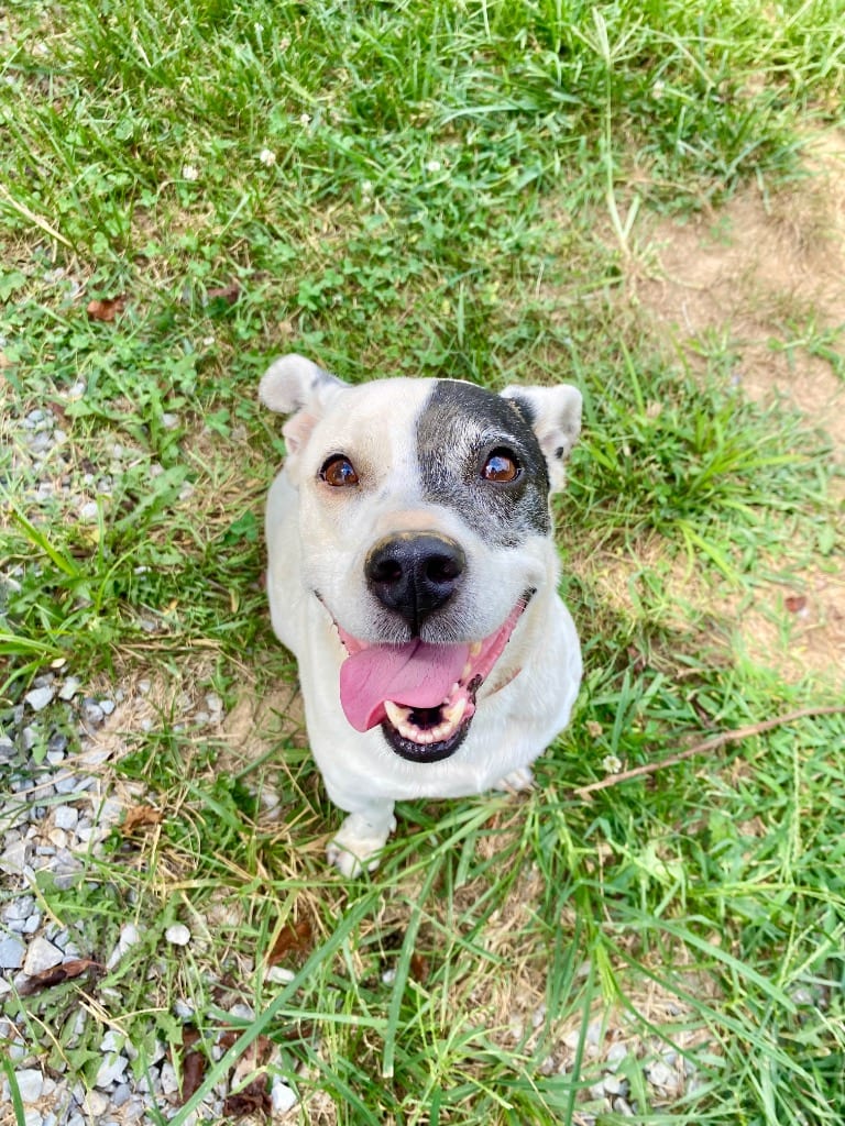 Photo of Jack, adoptable senior Jack Russell Terrier in West Union, Ohio