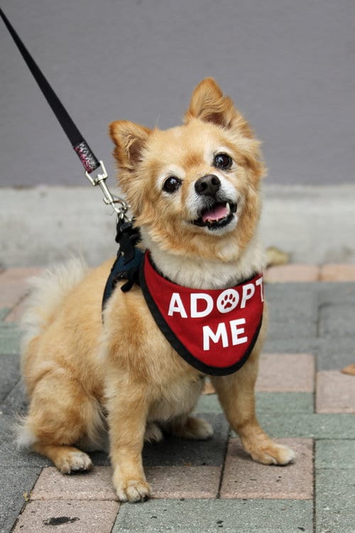Photo of Darling Dexter, adoptable senior Pomeranian in Mission Viejo, California