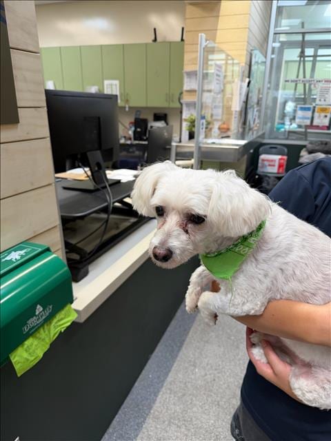Photo of Olive, adoptable senior Maltese in Los Angeles, California