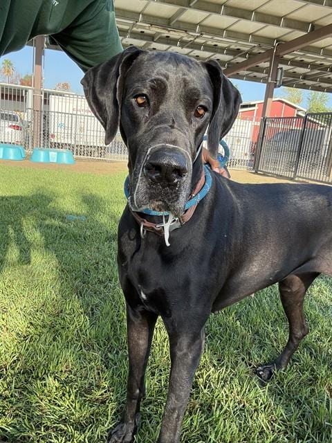 Photo of Cleo, adoptable senior Great Dane in Riverside, California