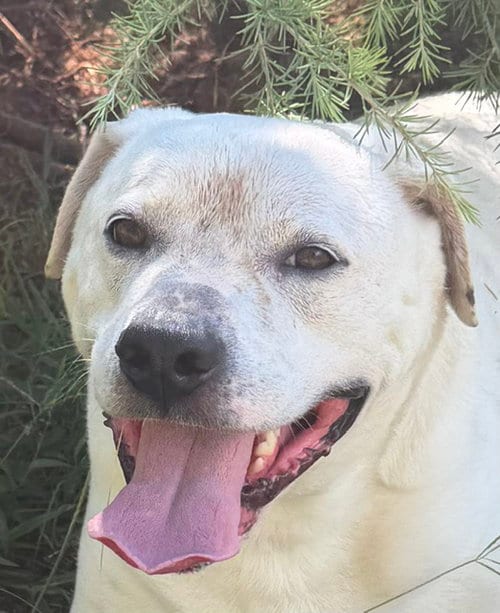 Photo of Milo, adoptable senior American Bulldog in Carrollton, Georgia