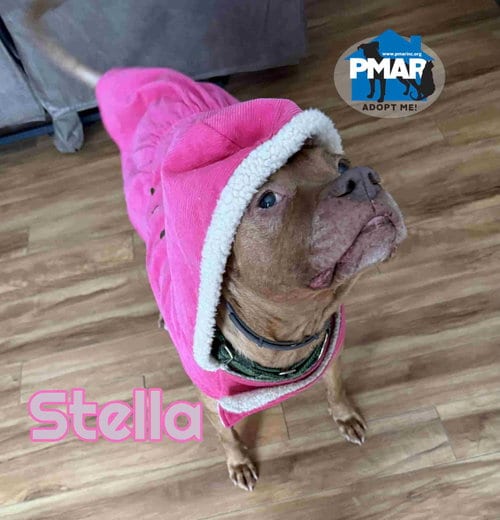 Stella, adoptable senior American Pit Bull Terrier in Binghamton, NY