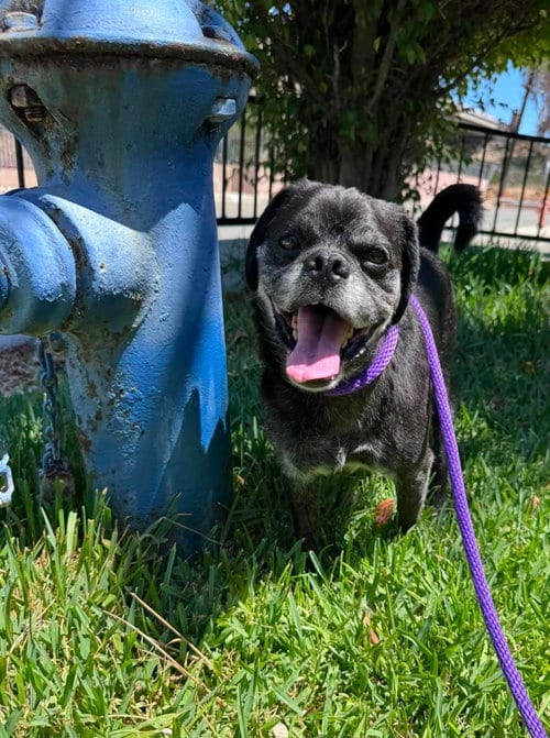Photo of Pugsy Malone, adoptable senior Pug in San Diego, California