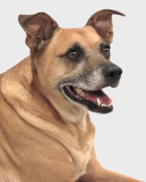 Photo of Axl, adoptable senior Terrier in Conroe, Texas