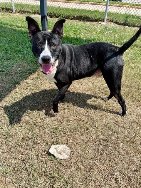 Photo of Diesel, adoptable senior American Pit Bull Terrier in Pasadena, Texas