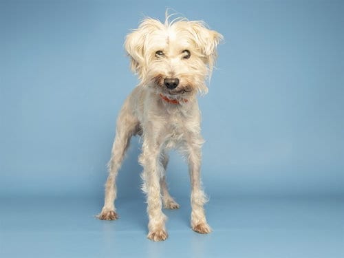 Photo of Cookie, adoptable senior Maltese in Phoenix, Arizona