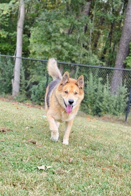 Photo of Poncho, adoptable senior German Shepherd Dog in Haw River, North Carolina