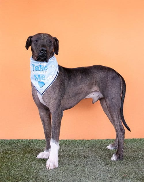 Photo of Guevito, adoptable senior Mastiff in Miami, Florida