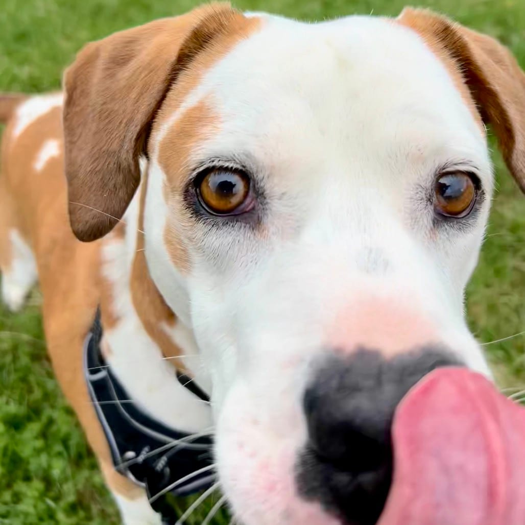 Photo of Boone, adoptable senior Beagle / Terrier, Pit Bull in Zanesville, Ohio