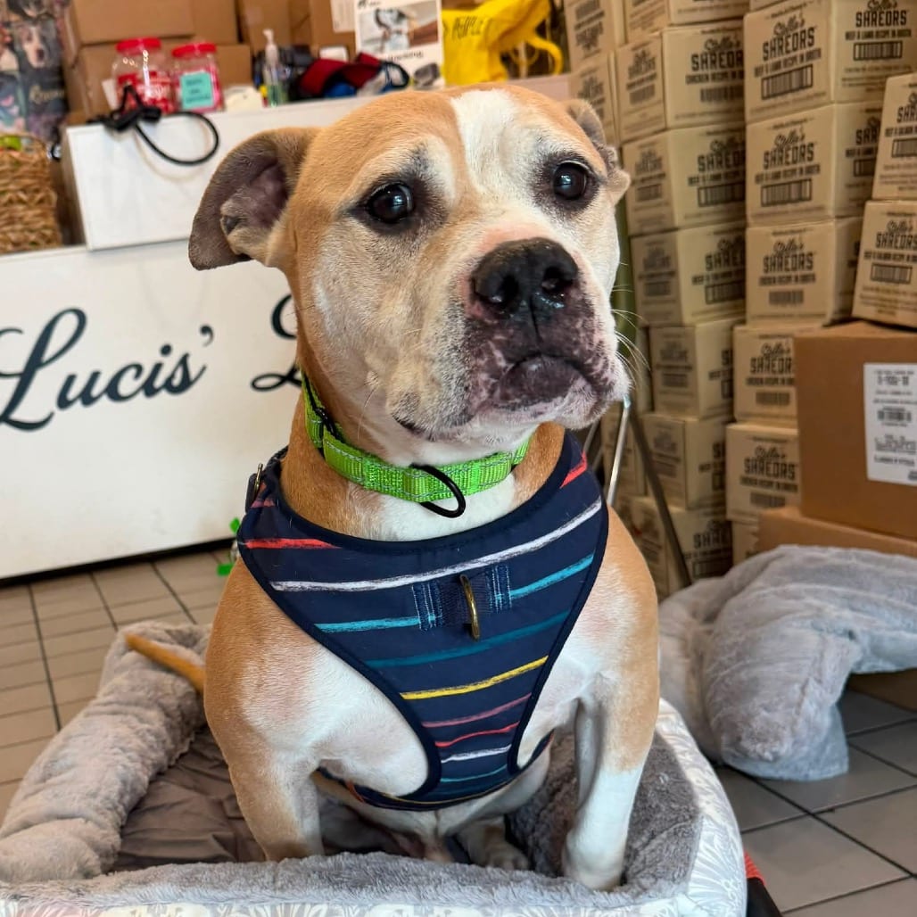 Photo of Hercules Bear, adoptable senior Bully, American / Mixed Breed (Medium) in Whitestone, New York