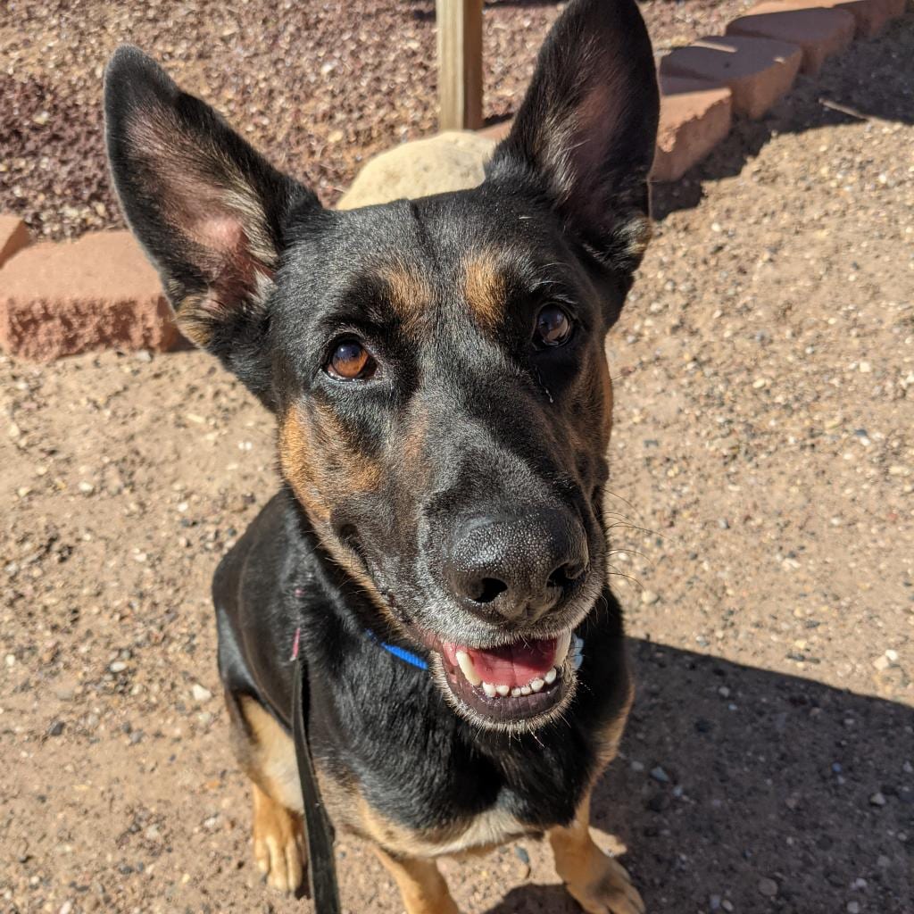 Photo of Pharaoh, adoptable senior Shepherd, German / Mix in Kanab, Utah