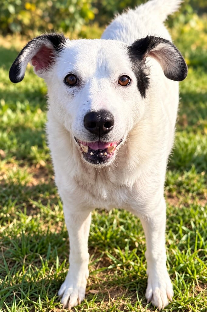 Photo of Wooda, adoptable senior Labrador Retriever in East Ridge, Tennessee