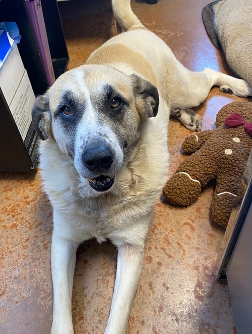Photo of Luna Bear, adoptable senior Great Pyrenees in Bolivar, Missouri