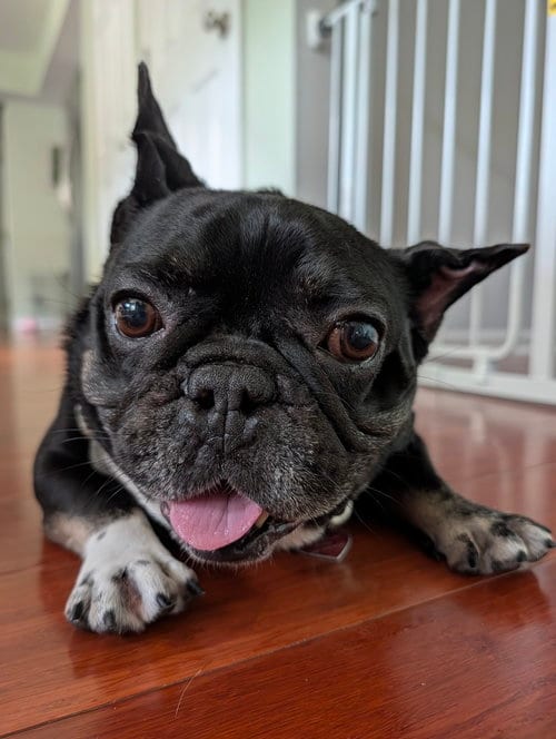 Photo of Weezer, adoptable senior French Bulldog in Mundelein, Illinois