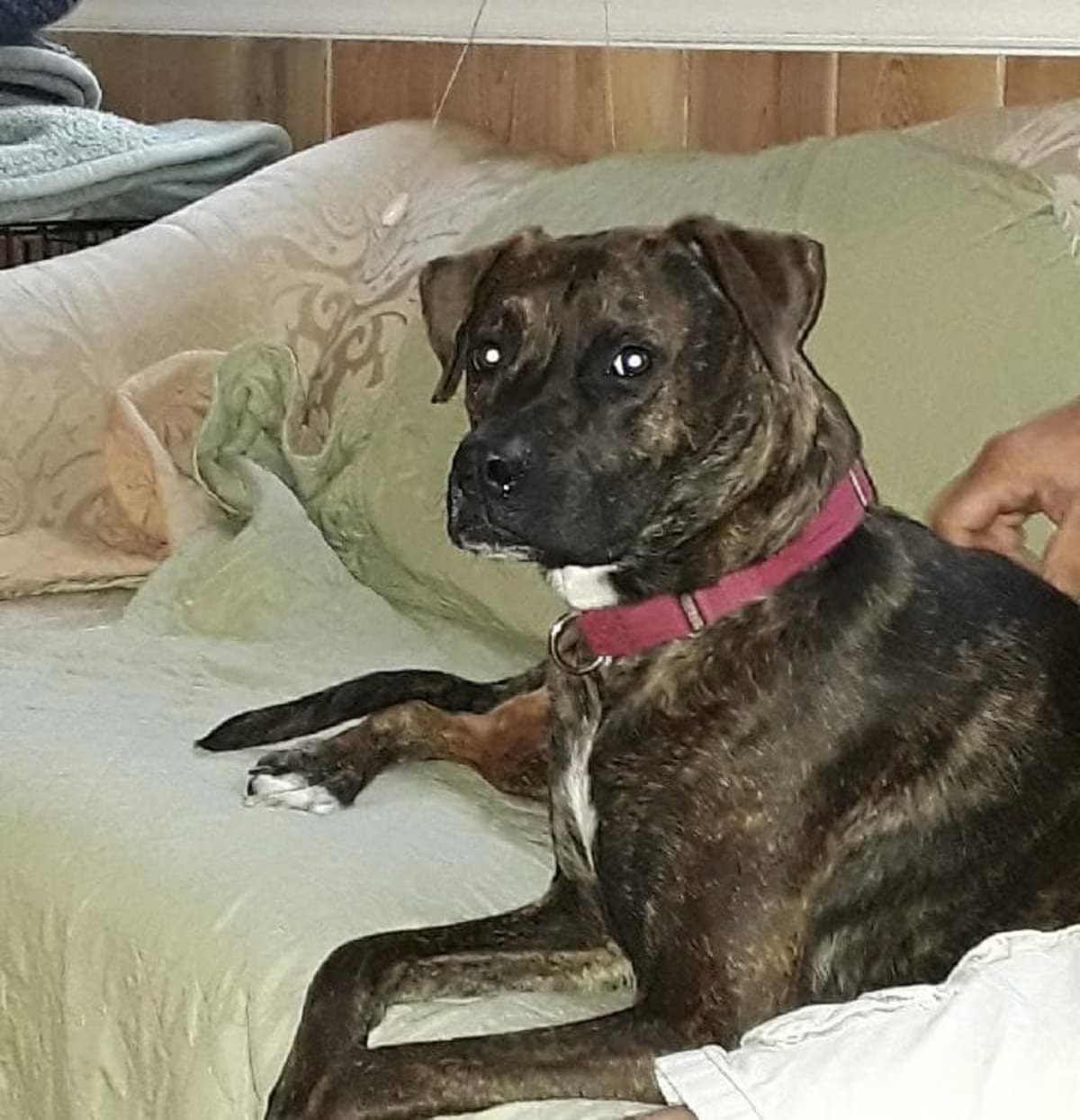 Photo of Candi, adoptable senior Boxer/Catahoula Leopard Dog in loxahatchee, Florida