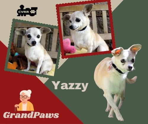 Photo of Yazzy (GrandPaws), adoptable senior Chihuahua in Lindsay, California